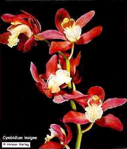Cymbidium insigne